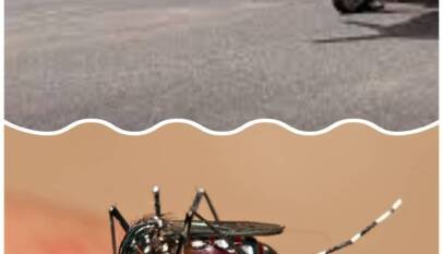 إضاءات عن الرش الجوي للمبيدات لمكافحة نواقل الامراضبقلم : برفيسور ايهاب السر محمد الياس