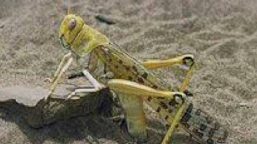 القضارف تستعد لمكافحة آفة الجراد ساري الليل